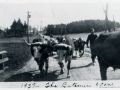 The Bateman Oxen 1937 398